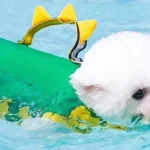Pet Swimming Suit